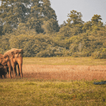 visite-safari-udawalawa-sri-lanka