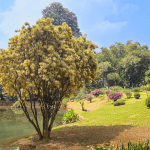 visiter-jardin-botanique-kandy-sri-lanka