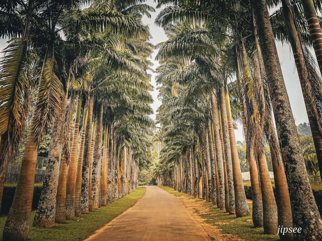 allee-des-palmiers-jardin-botanique-kandy-sri-lanka