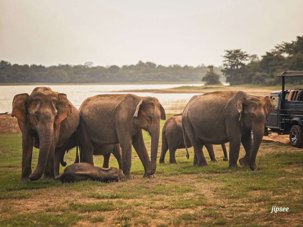 famille-d-elephant-safari-udawalawe-sri-lanka