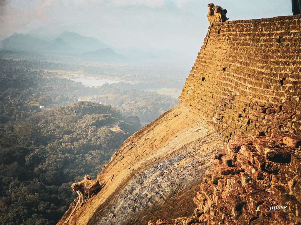 singes-au-sommet-du-rocher-du-lion-sigiriya-sri-lanka