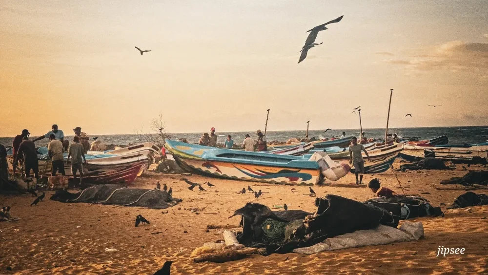 plage en fin de journée retour de peche bateau pecheurs et mouettes volant autour du poisson