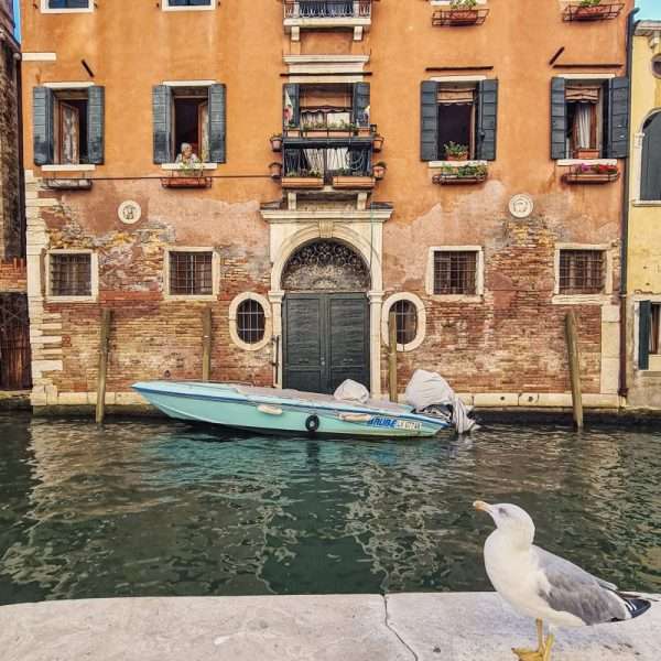 scene insolite venise: mouette regardant un vieille dame a sa fenetre a venise