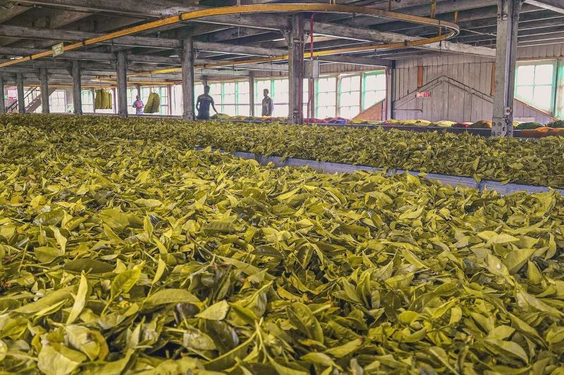 visite d'une plantation de the au sri lanka processus de fabrication