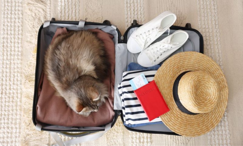 valise ouverte avec un chapeau un chat des baskets et un passeport a l'interieur