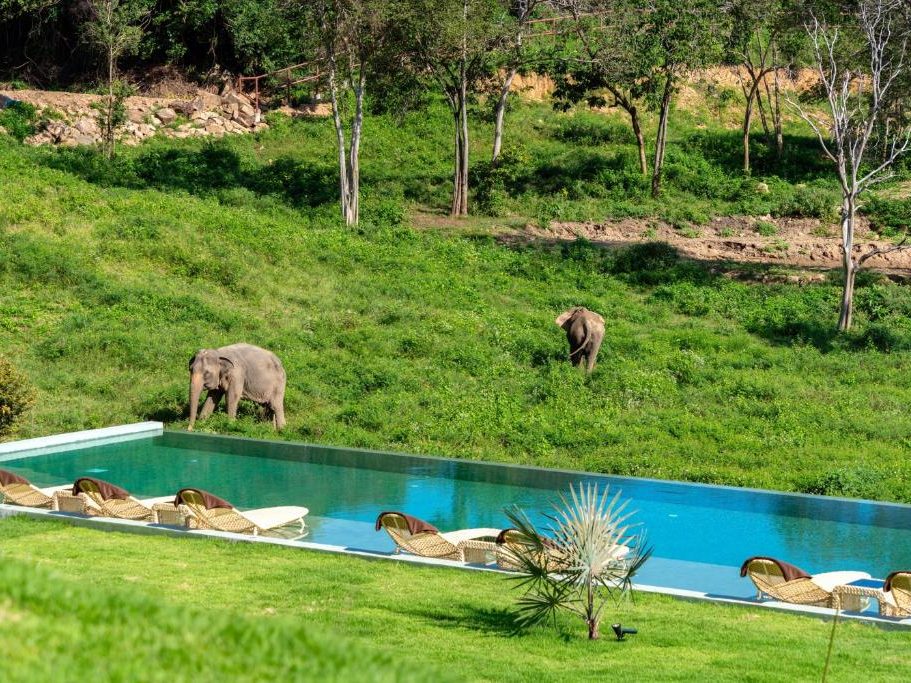 piscine vue directe su les elephants d'un sanctuaire a koh samui