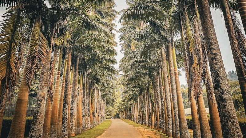 allee de palmiers majestueux dans le jardin botanique de kandy au sri lanka