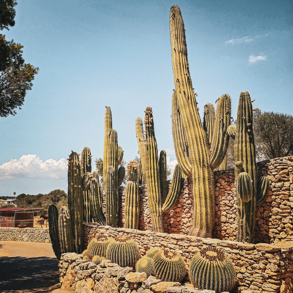 cactus geant a l'entree d'une finca de majorques
