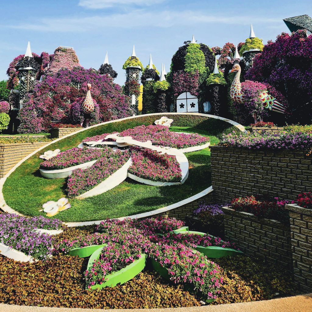 horloge et paon en fleur au dubai miracle garden