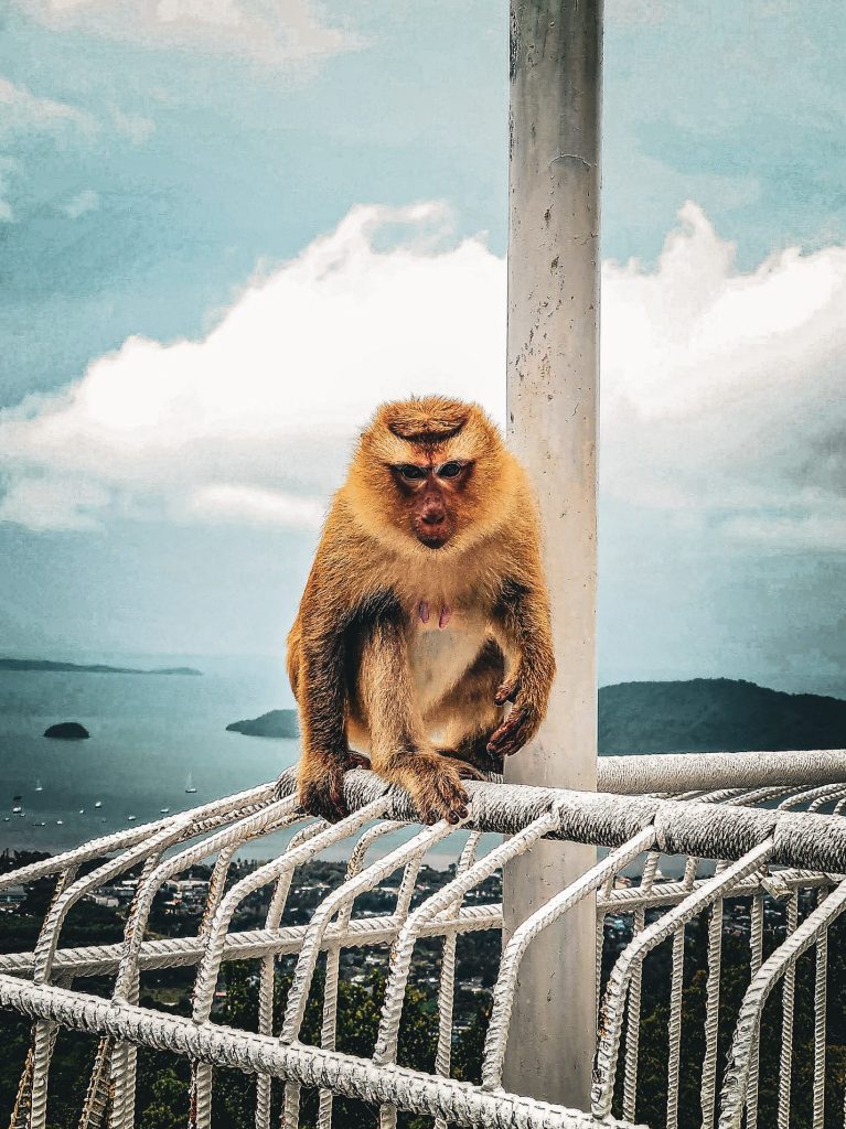 singe sur le site du big buddha a phuket