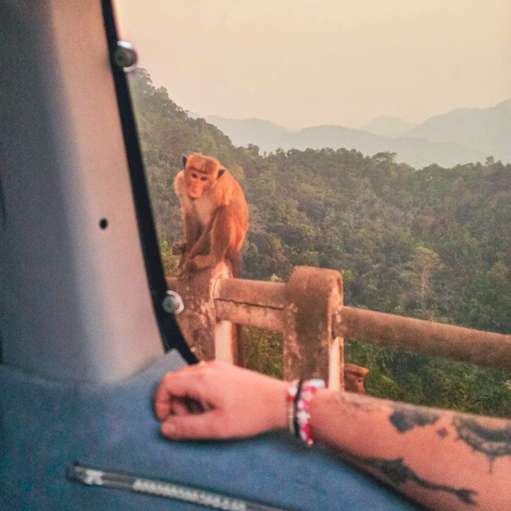 singe en bord de route vu par la fenetre d'un van sur la route de kandy au sri lanka