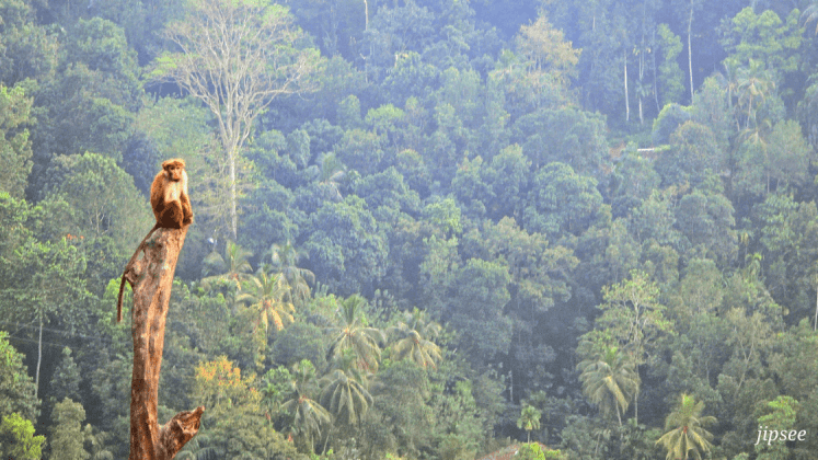 carnet-de-voyage-sri-lanka-visiter-kandy