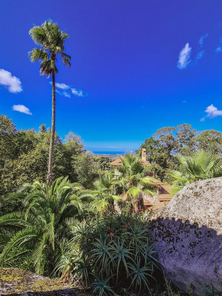 palmier et vue mer dans les jardins du palais de pena a sintra