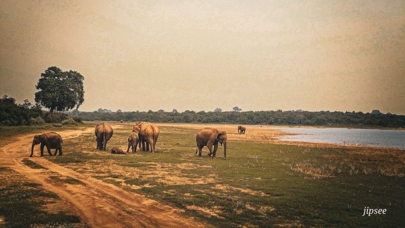 famille d'elephant au coucher du soleil dans le parc national d'udawalawe au sri lanka