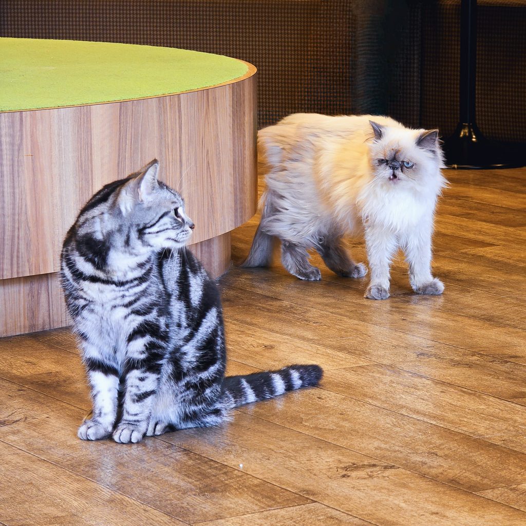 2 chats au Cat Café MOCHA Akihabara