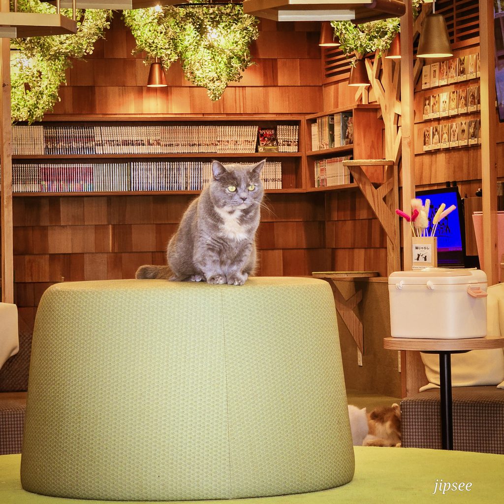 chat gris assis dans un bar a chat devant une bibliotheque de manga