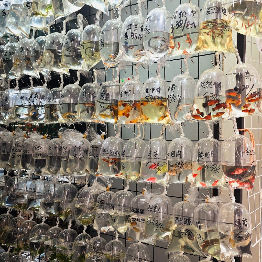 marche aux poissons quartier mongkok hong kong